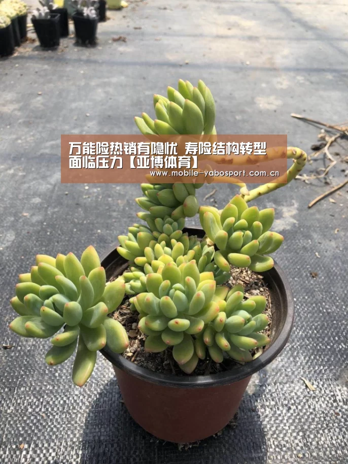 万能险热销有隐忧 寿险结构转型面临压力【亚博体育】(图3) 亚博官网